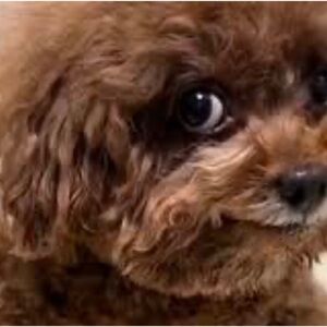 Winner’s Choice Of 3